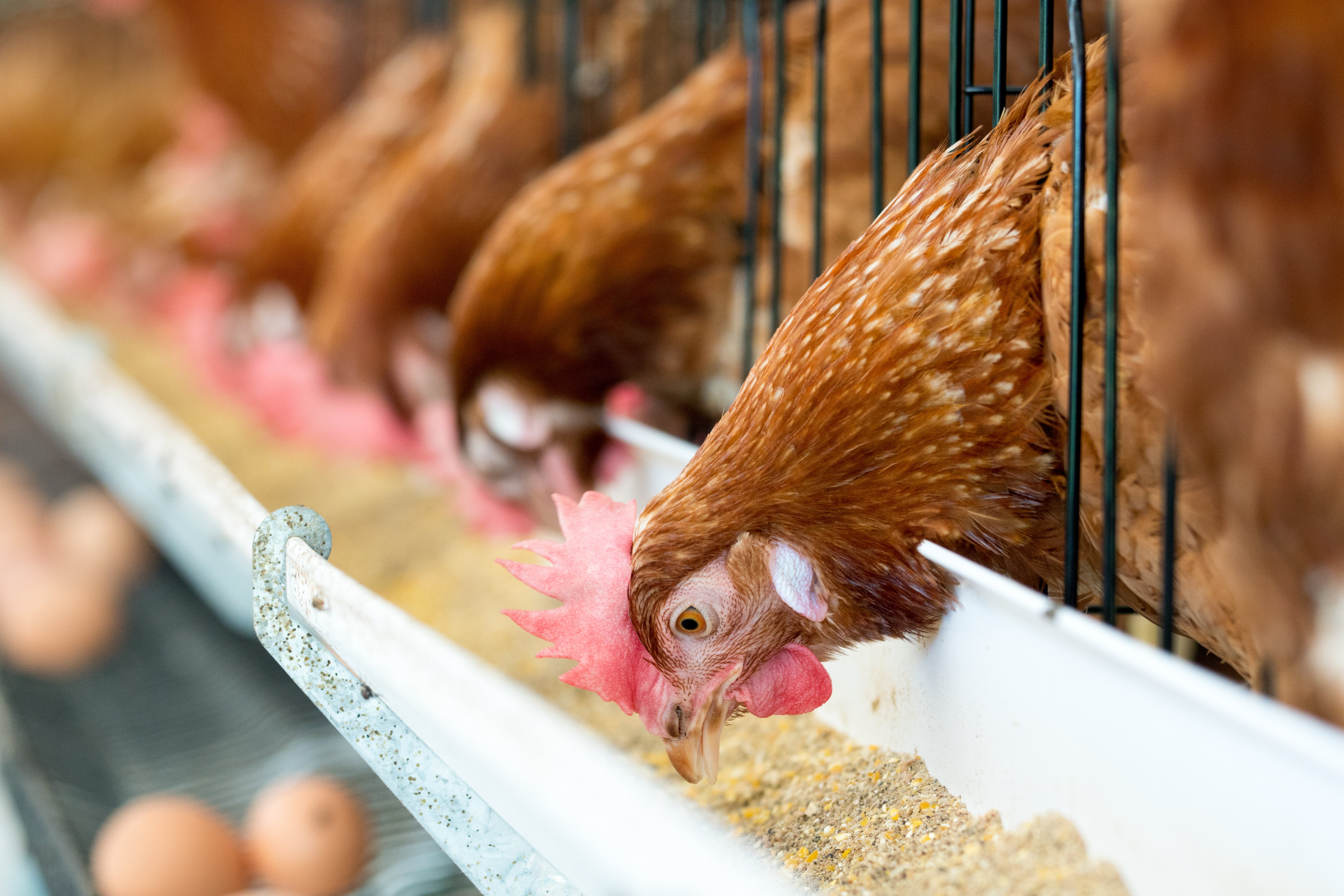 How to optimize profitability for a ‘healthy’ animal protein business